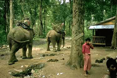 Smugglers on elephant