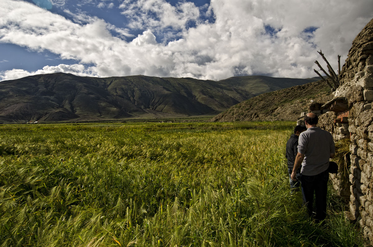 Andesine waves of grain Dana Schorr, a director of Oregon's Ponderosa sunstone mine enters the valley behind Dhongtso 5 (Zha Lin; 3,929 m; 12,891 ft) village with our Tibetan guide. Just past the barley fields lies one of Tibet's andesine deposits. 20 August, 2011. Photo: Richard W. Hughes