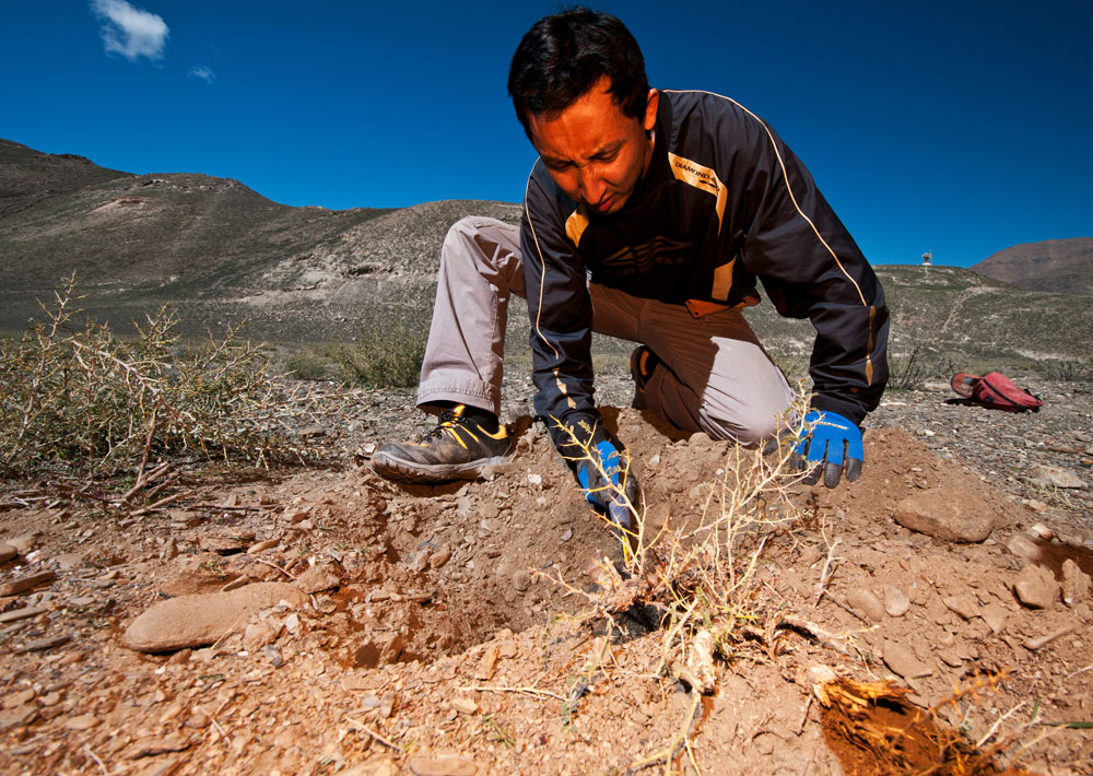 Figure 9. Ahmadjan Abduriyim carefully excavating beneath a bush in lower Yu Lin Gu valley, near Zha Lin village in Tibet's andesine mining district. While many were skeptical of the existence of Tibet's andesine mines, the andesines found under this bush proved beyond doubt that the mines are genuine. Photo: Richard W. Hughes