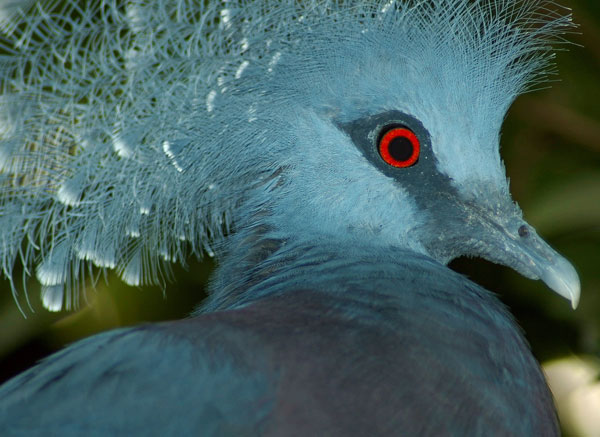 Pigeon’s eye = pigeon’s blood? Only your ornithologist knows for sure. ©iStockPhoto