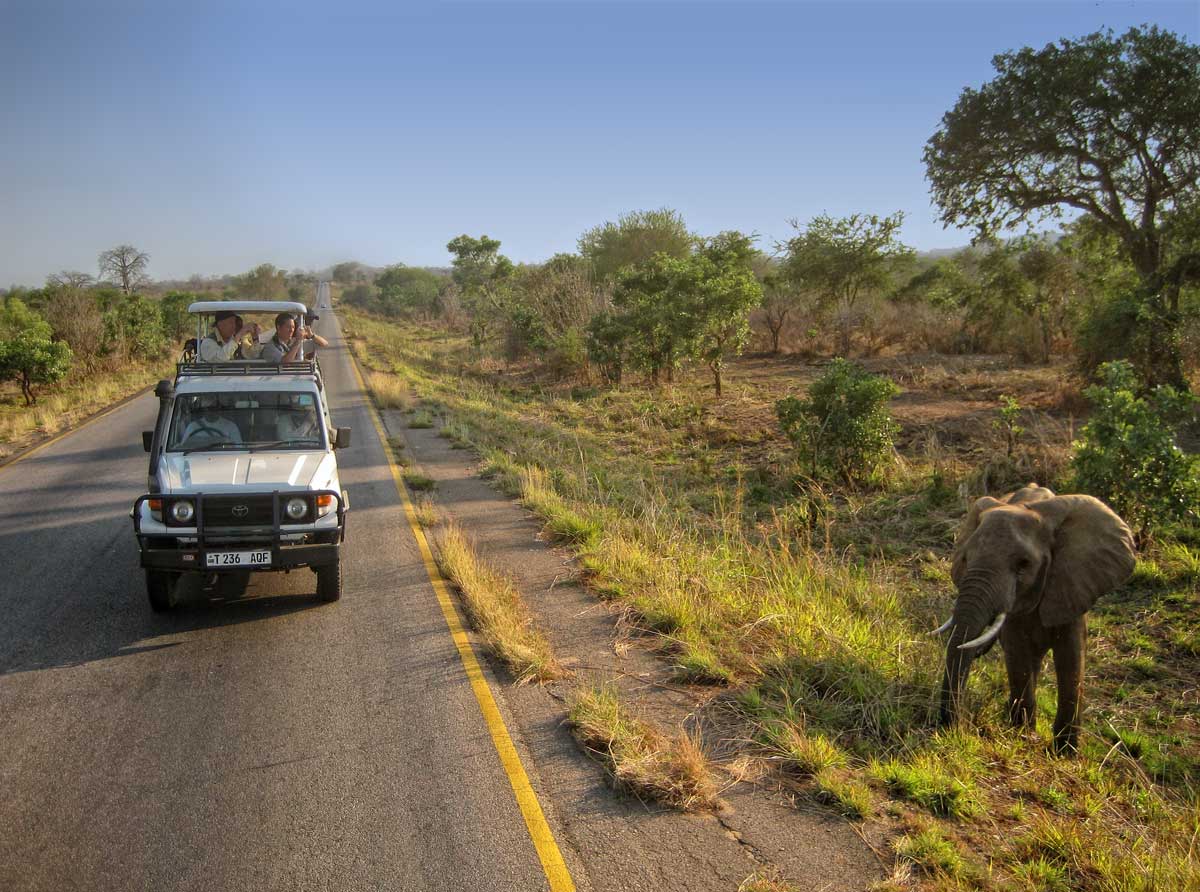 An elephant in the Mikumi National Park, along the road to Mahenge.