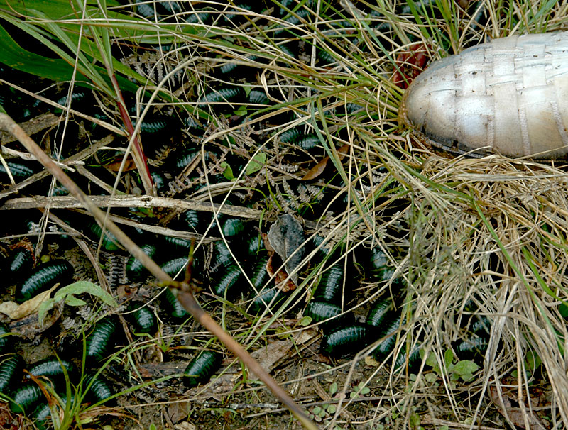 green insects near Andrebabe