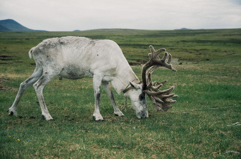 Raindeer at a Komi village